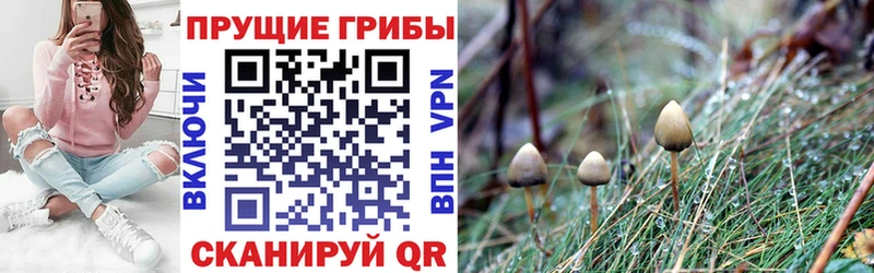 купить наркоту  Болотное  Псилоцибиновые грибы Cubensis 